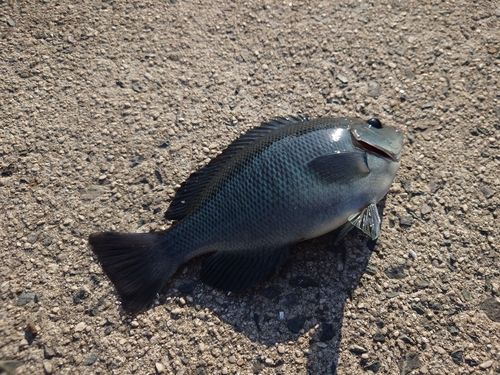 クチブトグレの釣果