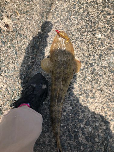 マゴチの釣果