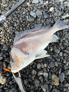 コショウダイの釣果