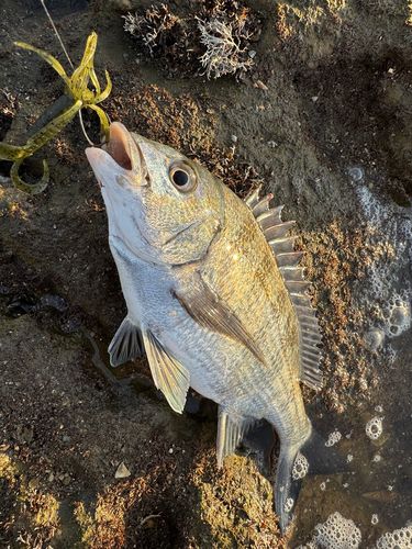 チヌの釣果