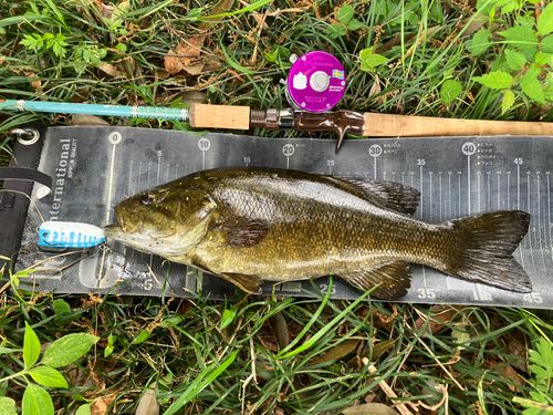 スモールマウスバスの釣果