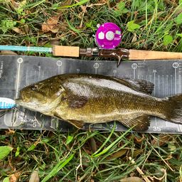 スモールマウスバス