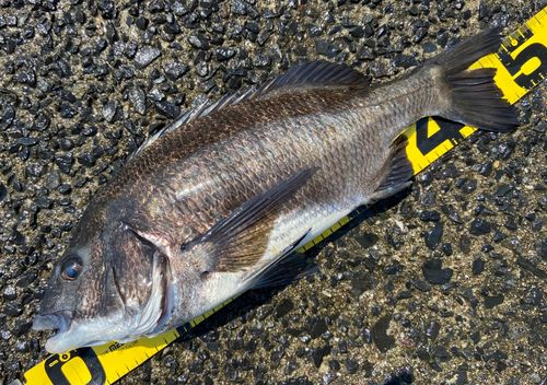 チヌの釣果
