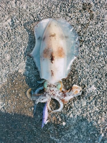 アオリイカの釣果