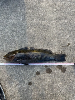アイナメの釣果
