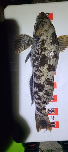 アイナメの釣果