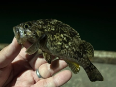クロソイの釣果