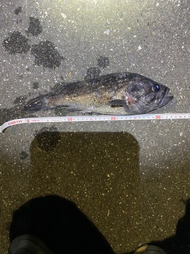 クロソイの釣果