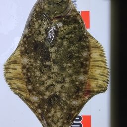 カレイ