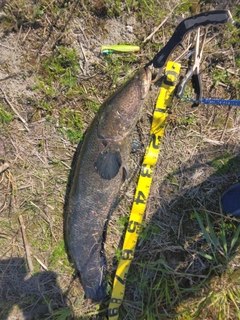 ライギョの釣果