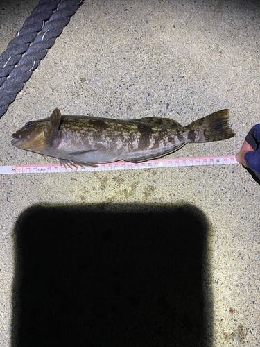 アイナメの釣果