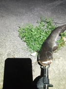 ナマズの釣果