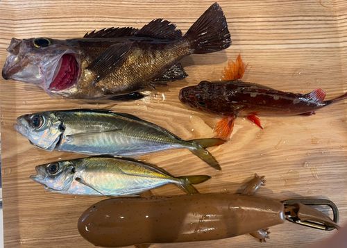 メバルの釣果