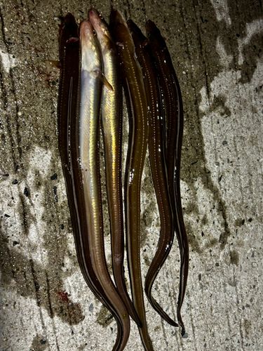 アナゴの釣果