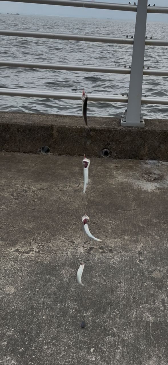 カタクチイワシ