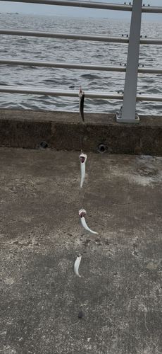 カタクチイワシ