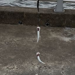 カタクチイワシ