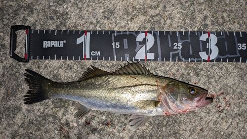 シーバスの釣果