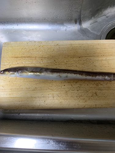 アナゴの釣果