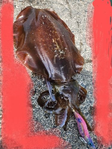 アオリイカの釣果