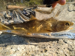 イワナの釣果