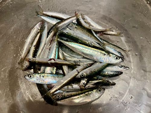 サバの釣果