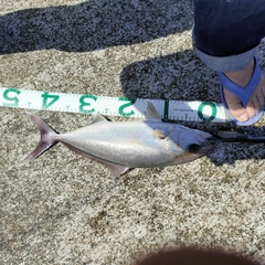 カンパチの釣果