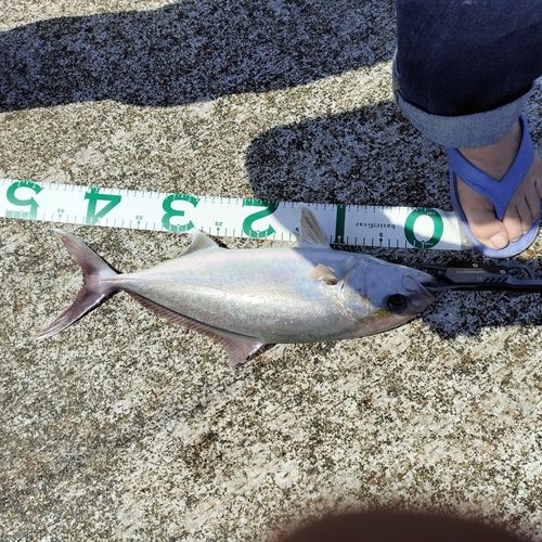カンパチの釣果