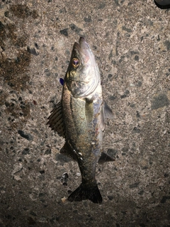 セイゴ(マルスズキ)の釣果