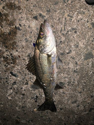 セイゴ（マルスズキ）の釣果