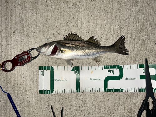 シーバスの釣果