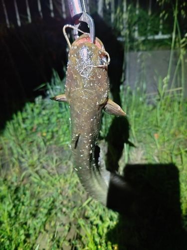ナマズの釣果