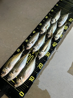 アジの釣果