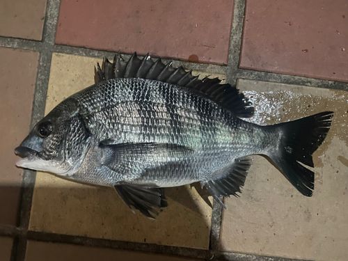 クロダイの釣果