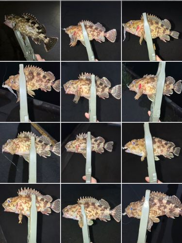 カサゴの釣果