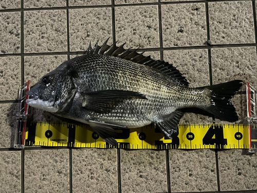 クロダイの釣果