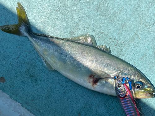 ワカシの釣果