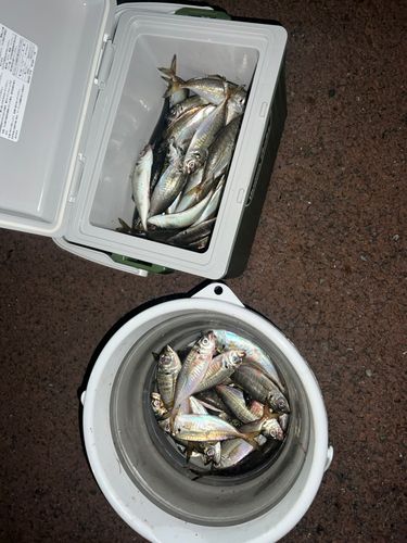 アジの釣果