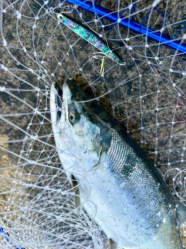サクラマスの釣果