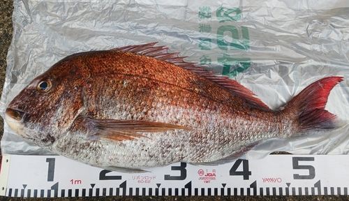 マダイの釣果