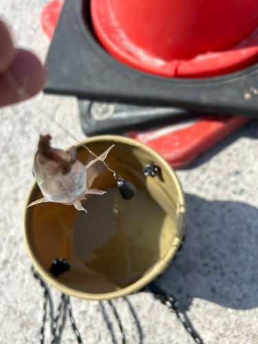 シロギスの釣果