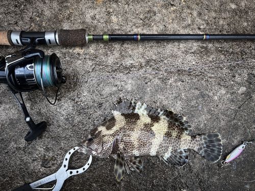 イシミーバイの釣果