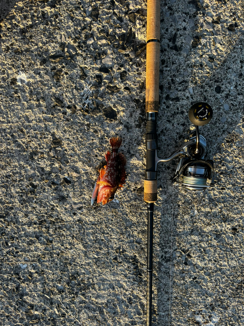 DAIWA 22シルバーウルフ SV TW PE スペシャル 1000XHの最安値 DAIWA 22シルバーウルフ SV TW PE スペシャル 1000XHの最安値