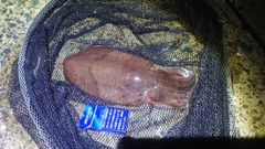 モンゴウイカの釣果