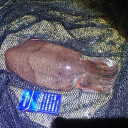 モンゴウイカ