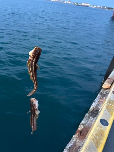 ゴンズイの釣果
