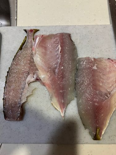 アイゴの釣果