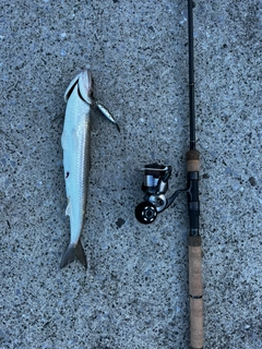 エソの釣果