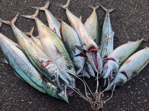釣果