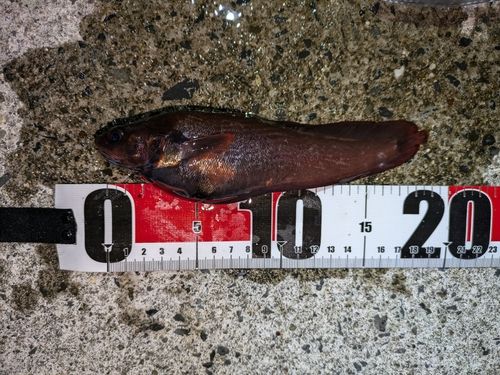 ドンコの釣果